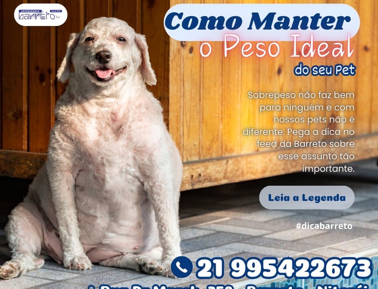 Cachorrinho gordinho