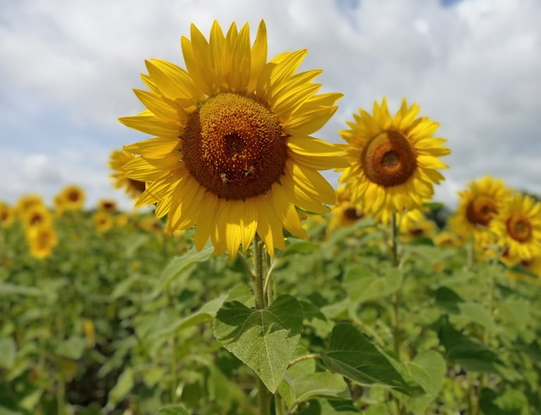 Sunflowers in Dordogne, France