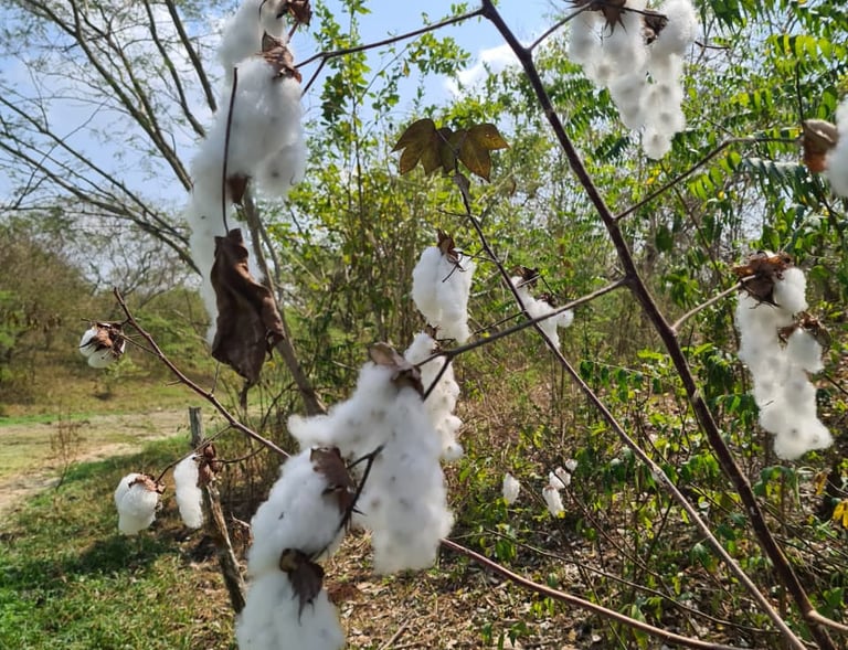 A close-up of a cotton plant with fluffy white cotton bolls ready for harvest in a sunny field.