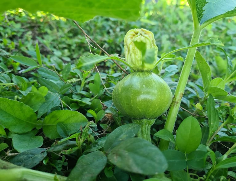 A small green pumpkin growing on a vine with a yellow flower bud in a lush garden.