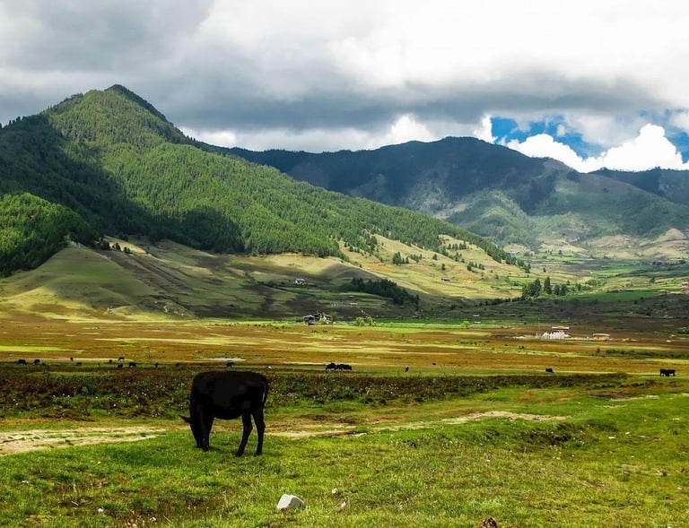 Paro
