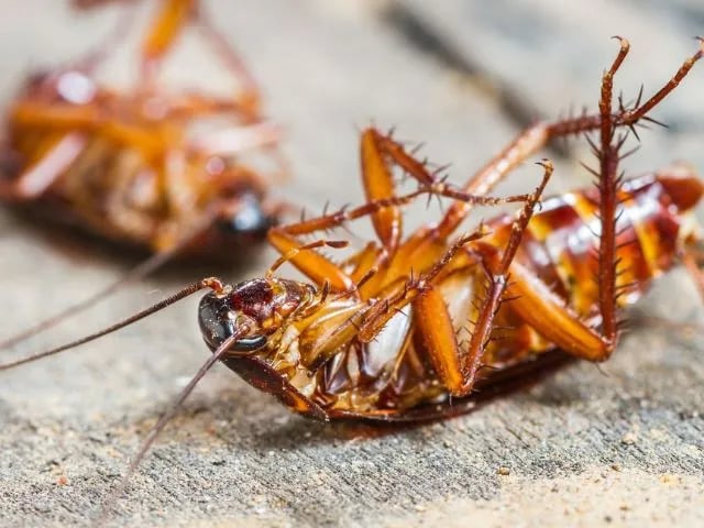 2 dead american cockroaches