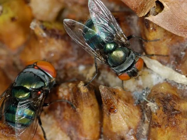 2 flies feeding on wastes