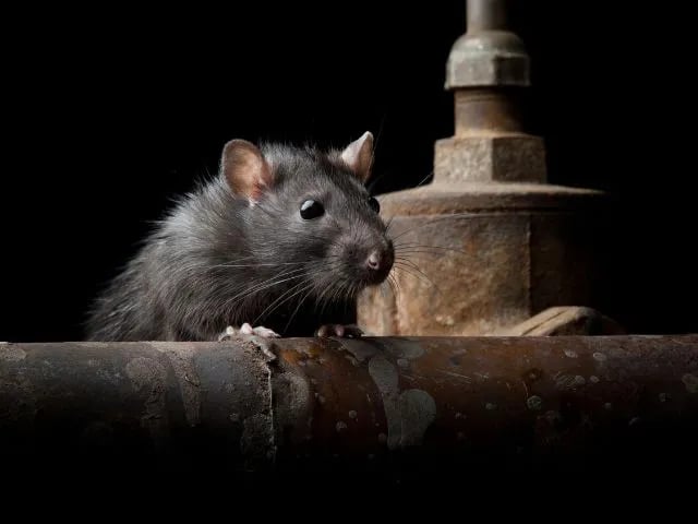 a curious rat