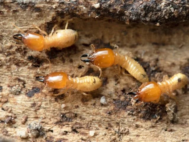 termites