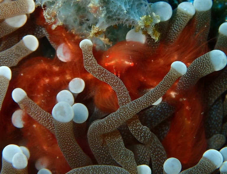 Orangutan Crab | Bogani Explorer