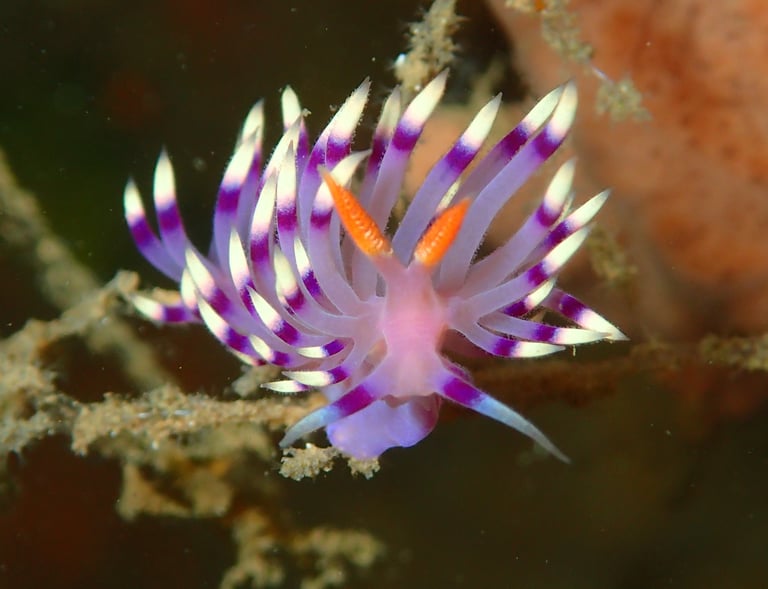Bogani Explorer