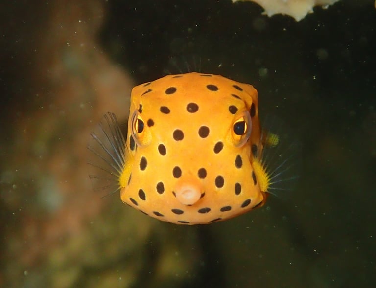 Yellow box fish