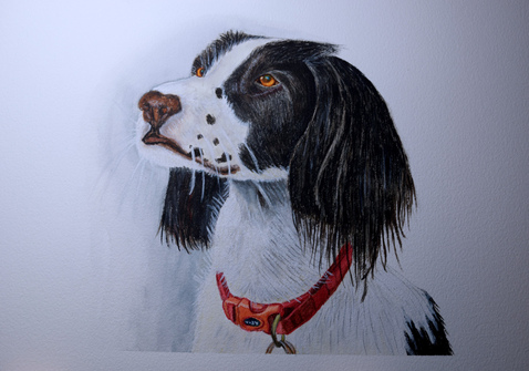 watercolor painting of English Springer Spaniel wearing a red collar