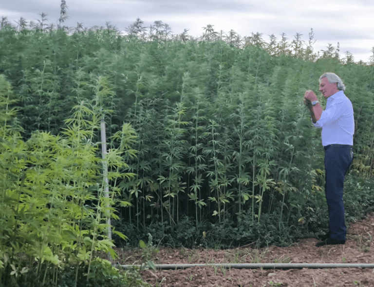 Tall, dense field of mature industrial hemp plants growing closely together, showing vertical growth