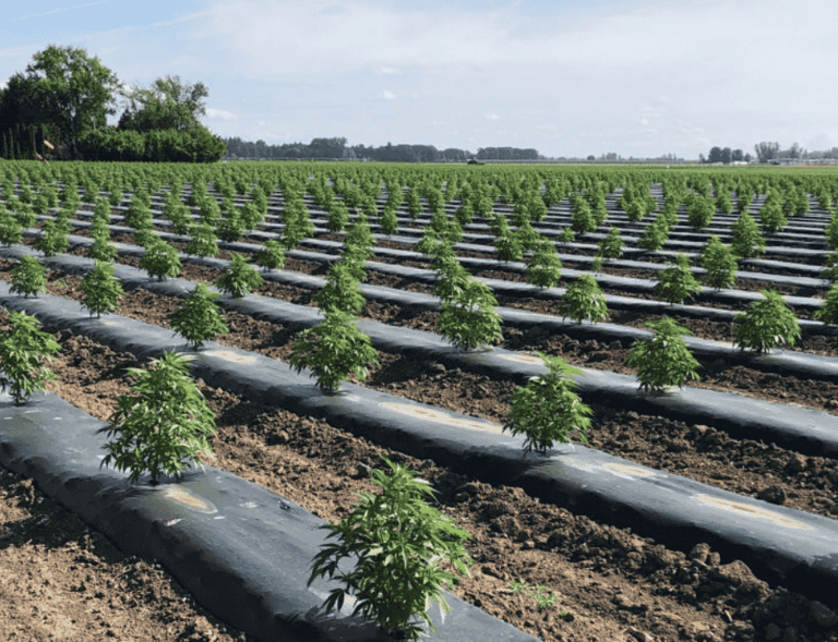 Young hemp plants growing in neatly aligned rows on a rural farmland, showing early-stage industrial