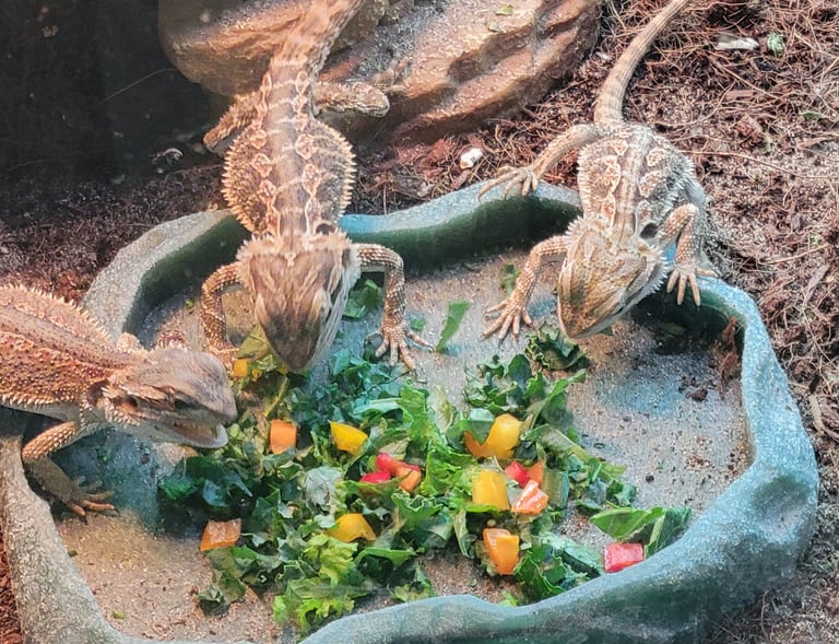 bearded dragons eating salad