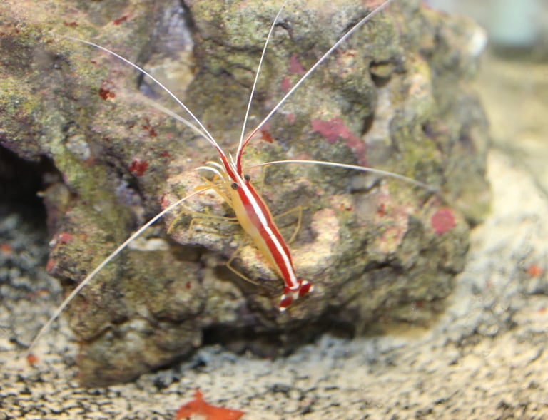 saltwater cleaner shrimp, marine shrimp