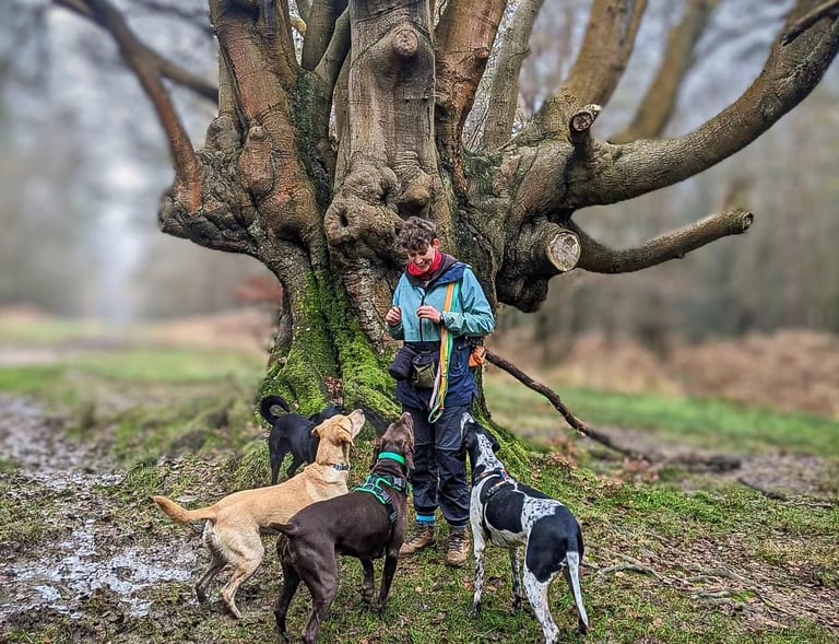 Four dogs in the woods with their back to the camera, looking at a woman and waiting for a treat