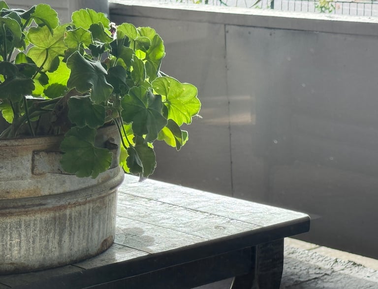 Let's take an old tin pot and transform it with fresh geraniums.