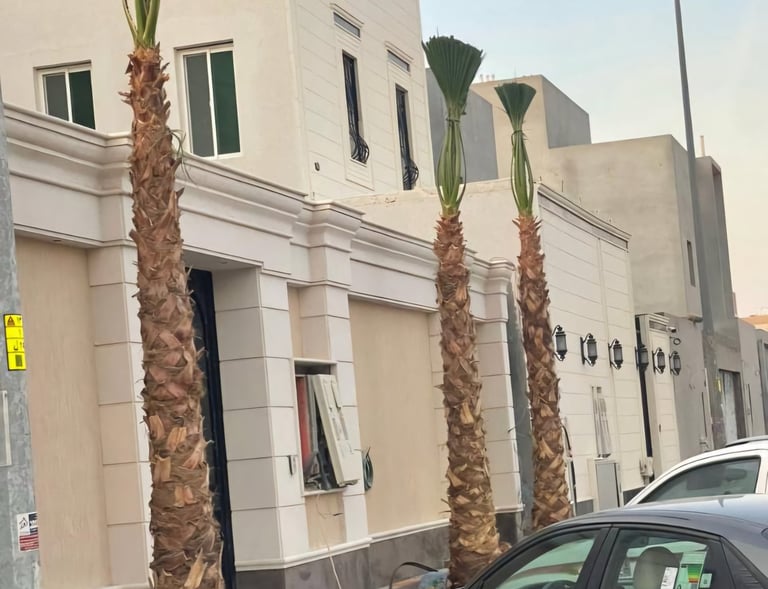 نخيل واشنطونيا طويل بأوراق مروحية جميلة