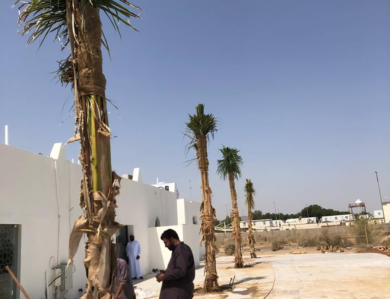 توريد نخيل ملوكي في الباحة