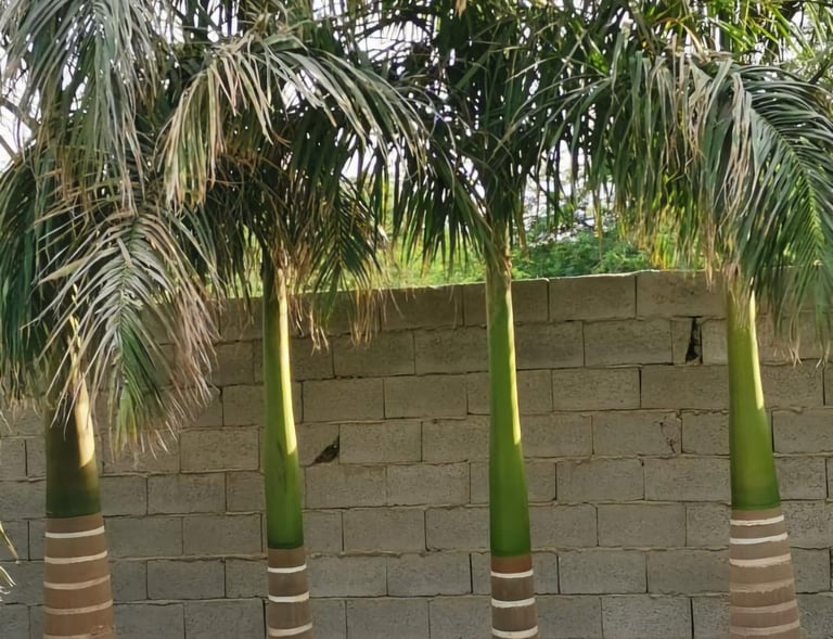 نخيل ملوكي طويل يضيف مظهرًا فخمًا للحدائق