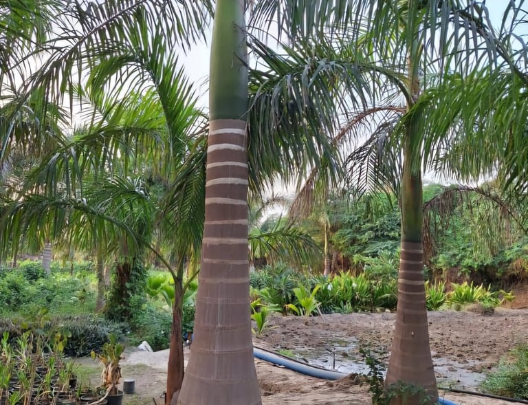 نخيل ملوكي مزروع بعناية في مشروع زراعي داخل السعودية