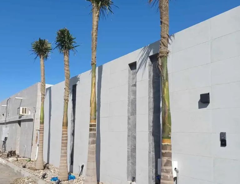 توريد نخيل ملوكي في الرياض