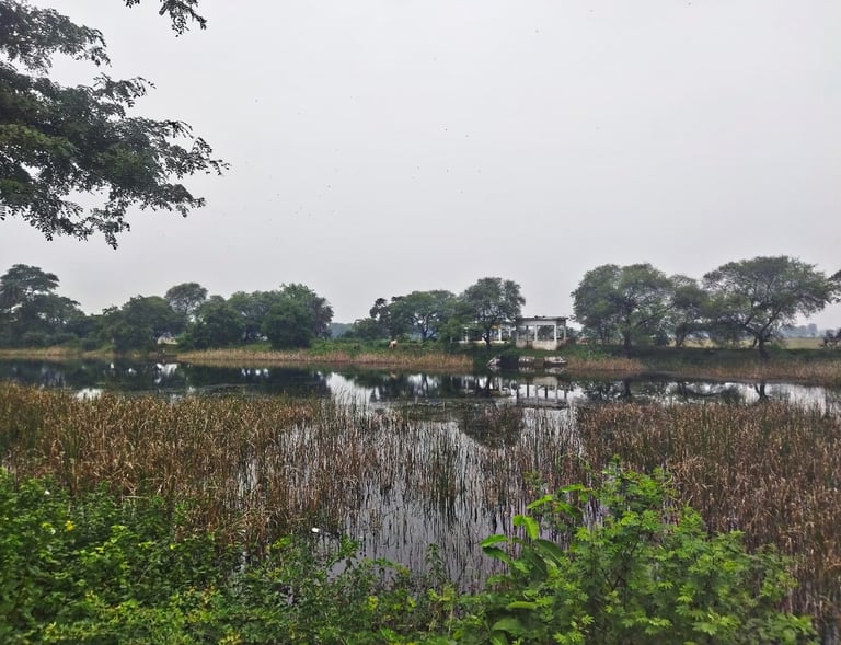 pond