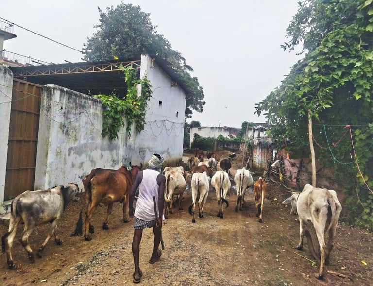 cattle