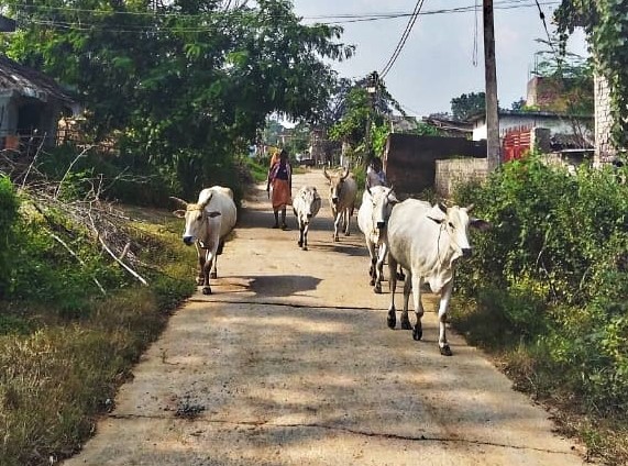 cattle