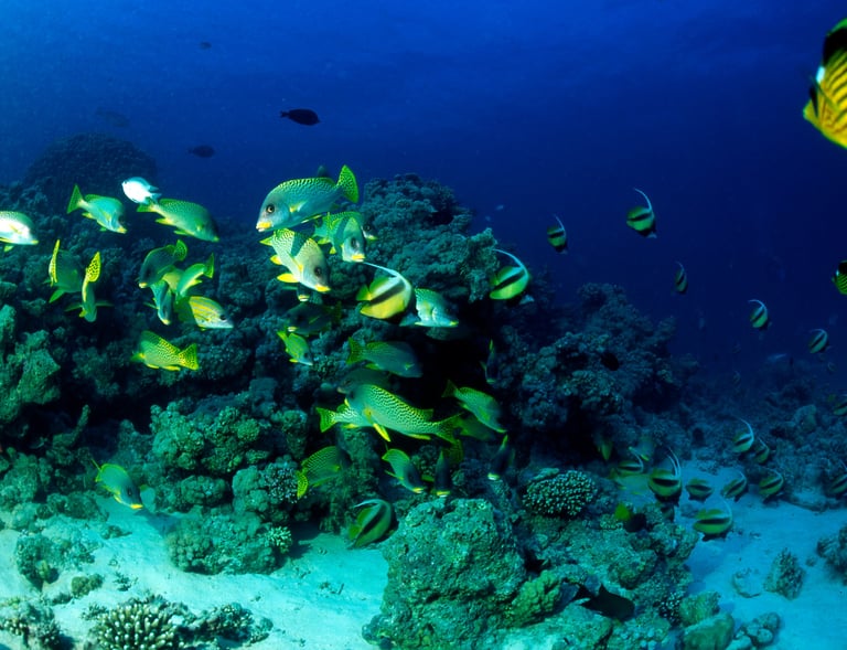 Vibrant coral reef with colorful fish in the Red Sea, Egypt.
