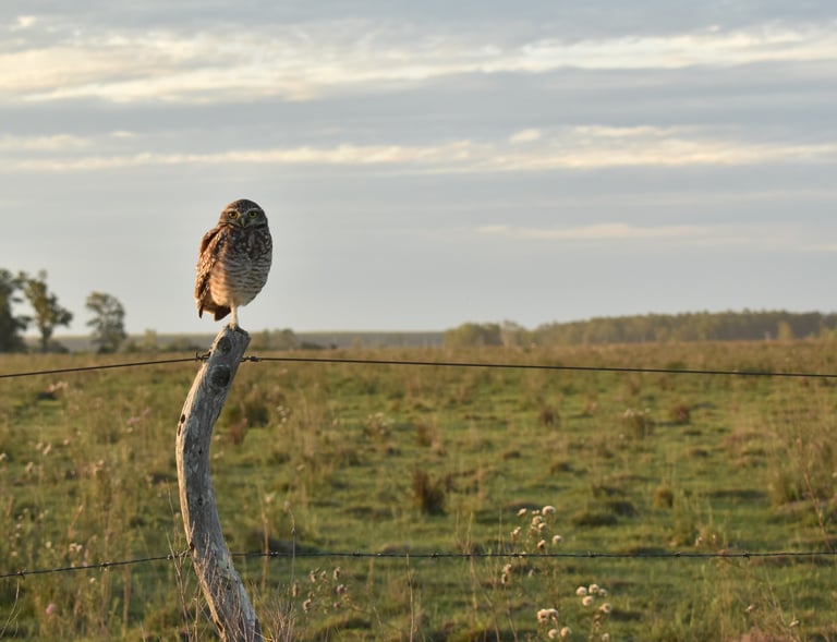 Lechuza_Suindá-Ave autóctona del nordeste argentino