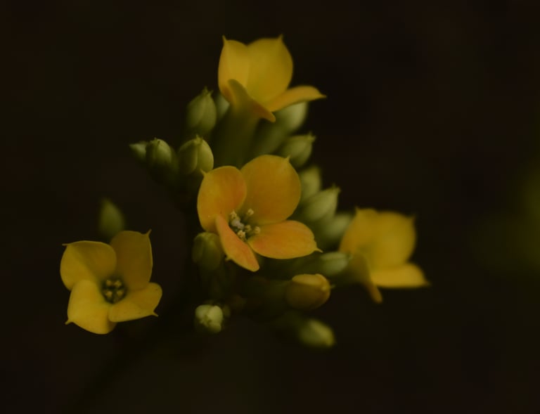 flores amarillas silvestres de corrientes
