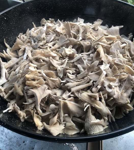 Grey mushrooms - you'll love these