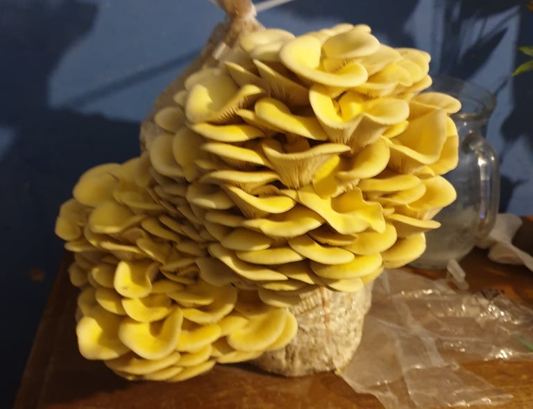 Yellow oyster mushrooms