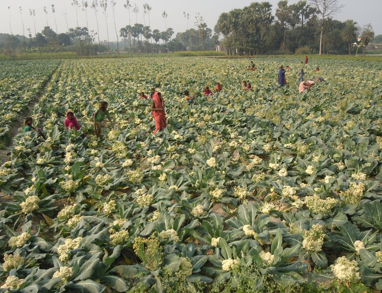 Local farmers harvesting organic cauliflower in a large rural vegetable field with palm trees.
