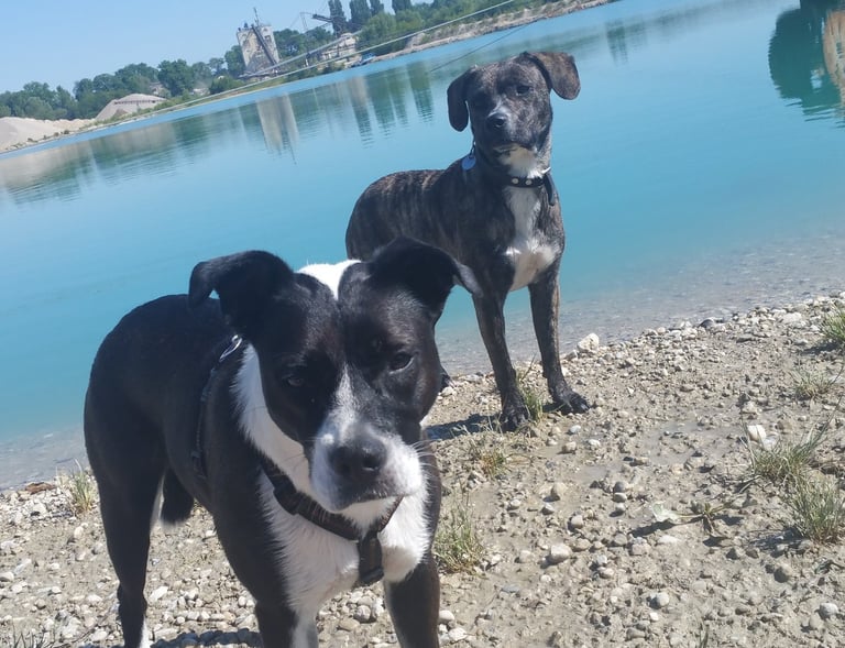 Dogz Erding Hundebetreuung