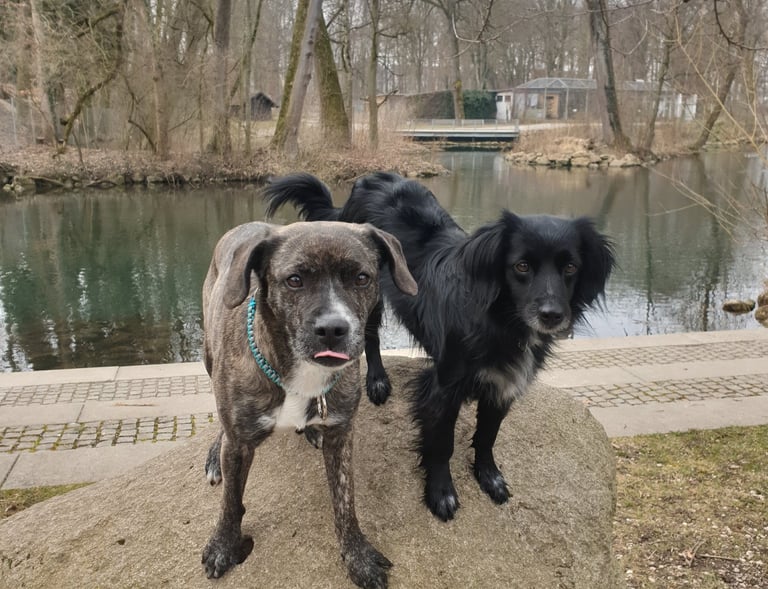 Dogz Erding Gassi-Service