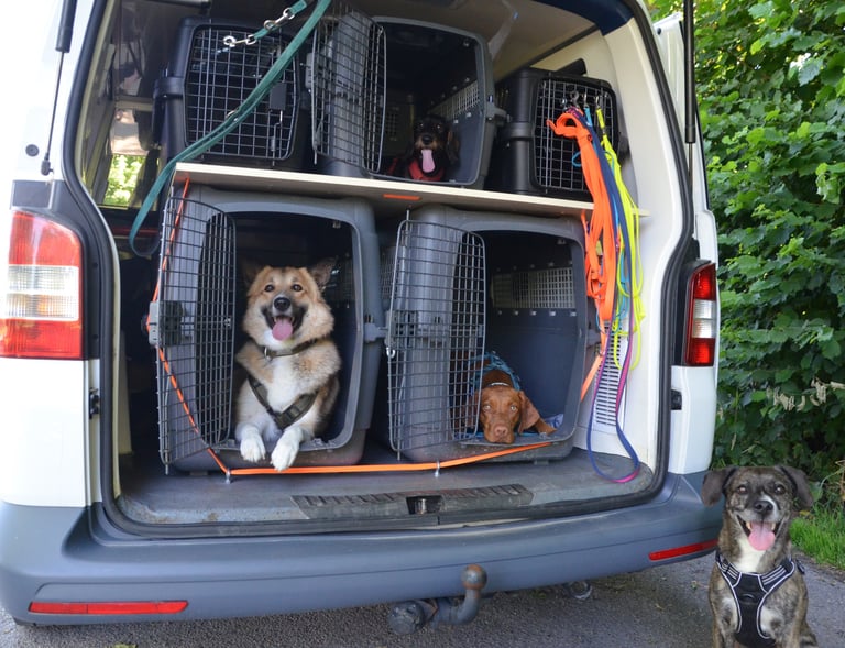 Dogz' Erding mobile Hundeschule