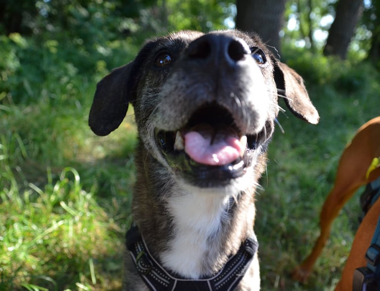 Dogz' Erding glückliche Hunde Natur