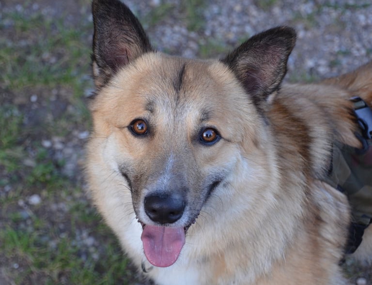 Dogz' Erding glückliche Hunde
