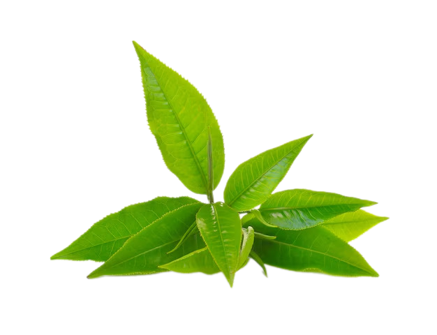 camellia sinensis