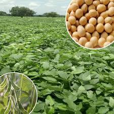 La soja un complément indispensable pour l'agriculture