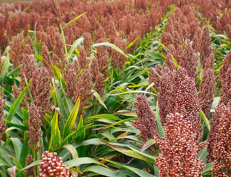 Le sorgho, une solution alternative au maïs dans l'aviculture