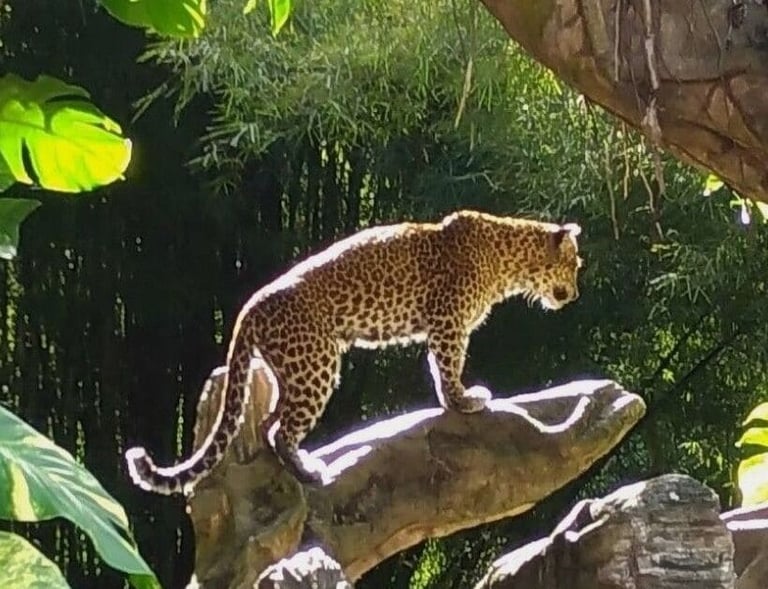 Jaguar posando sobre un árbol en selva mexicana maya
