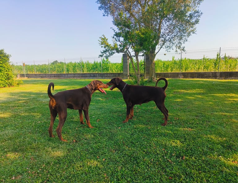 Two brown Doberman Pinscher dogs standing on a green grass lawn in front of a garden fence. Mesola 