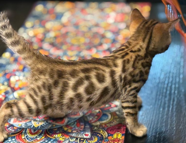 gato bengal