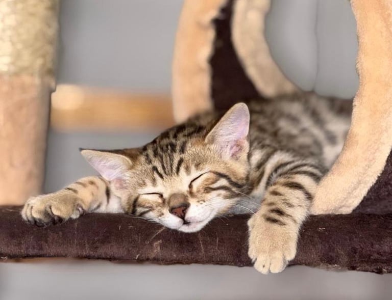 gato de bengala