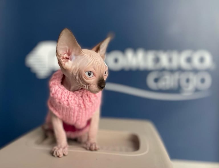Impresionantes Fotos de Gatos de Raza Bengali y Raza Sphynx
