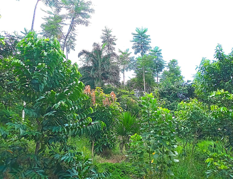 Food Forest in Peru