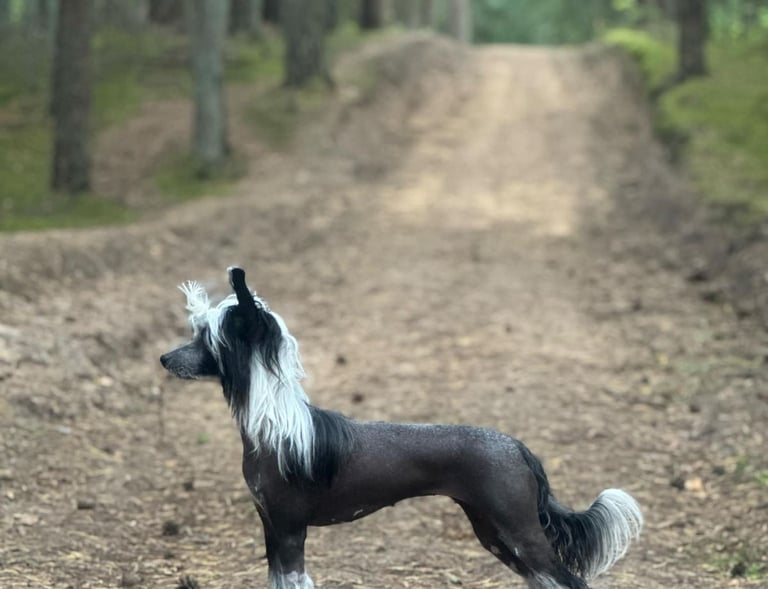 a dog standing on a dirt road with a dog