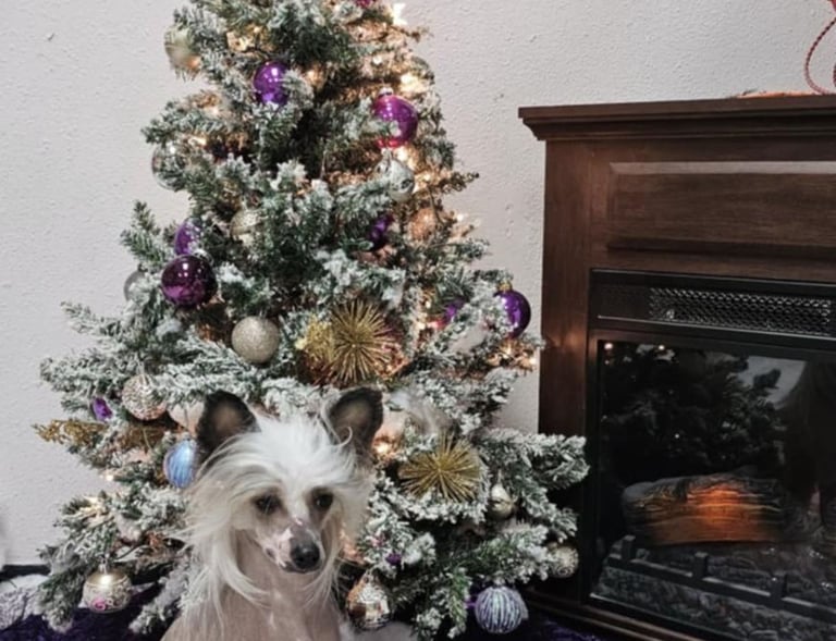 a dog sitting on a rug in front of a christmas tree