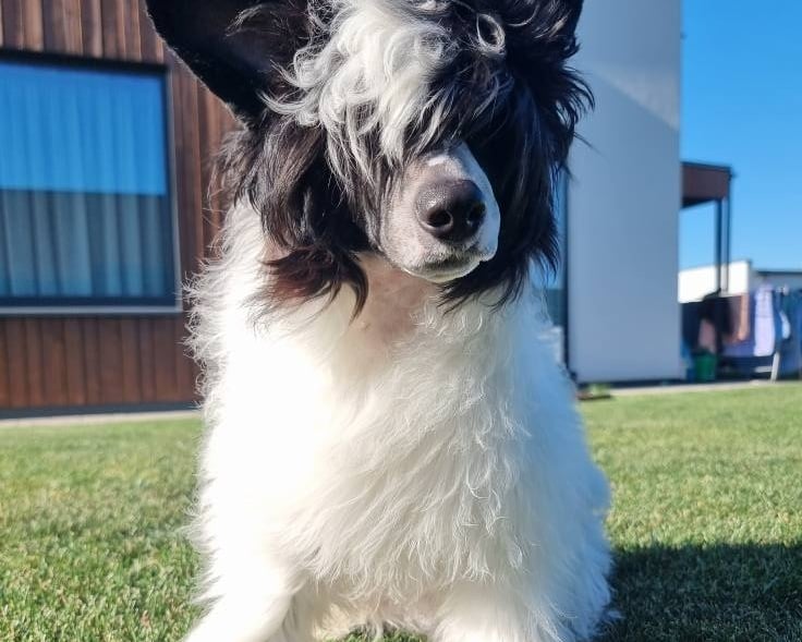 Chinese Crested Dog